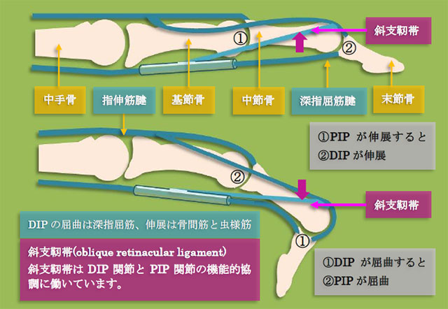 図　斜支靭帯の働き