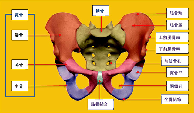 図　骨盤の解剖