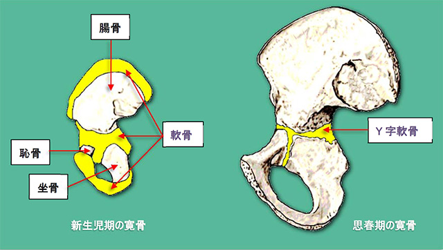 図　寛骨の成長過程での変化