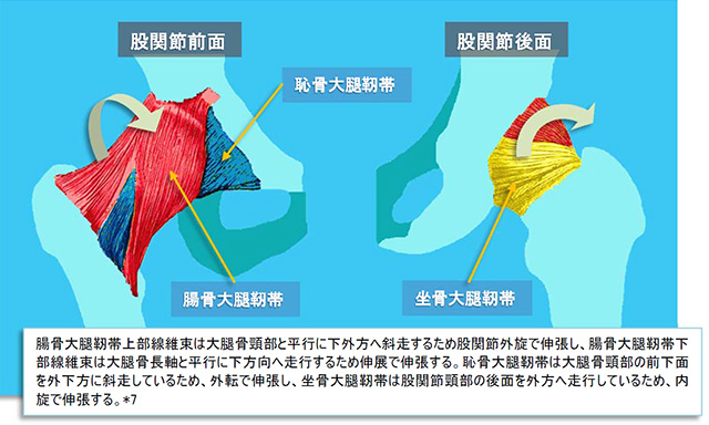 図　股関節周囲の靭帯の中立位での捻じれと伸張肢位