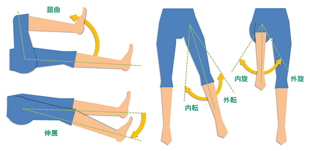 図　股関節の運動方向