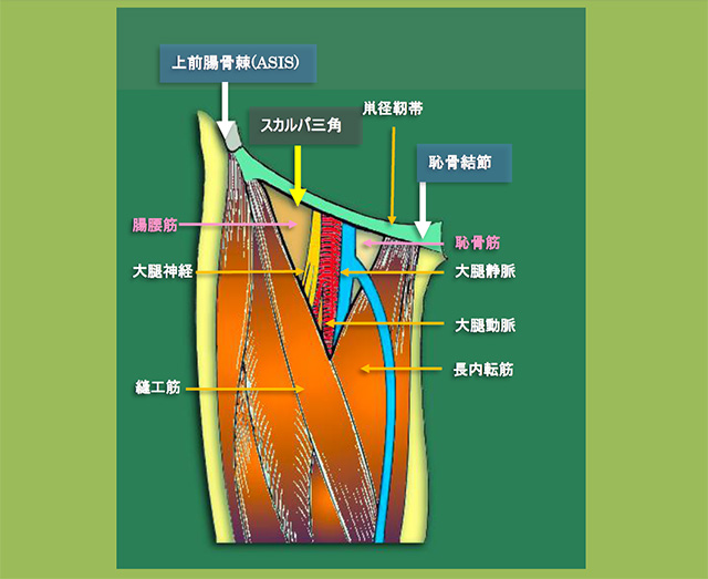 図　スカルパ三角の解剖