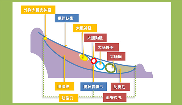 図　鼡径部　筋裂孔と血管裂孔