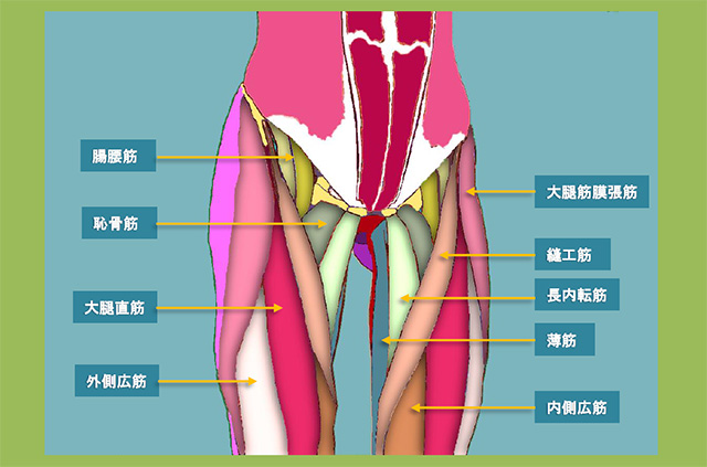 図　股関節前面から大腿への筋肉