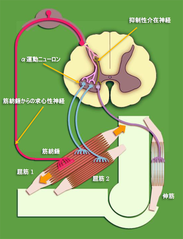 図　伸張反射の反射弓