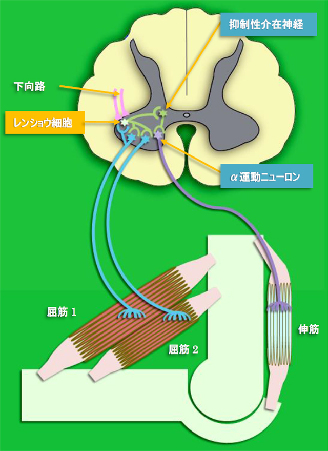 図　レンショウ細胞が構成する反回抑制