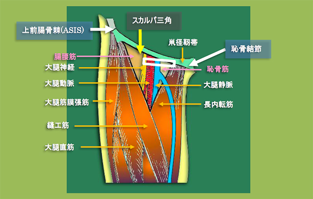 図　スカルパ三角の解剖