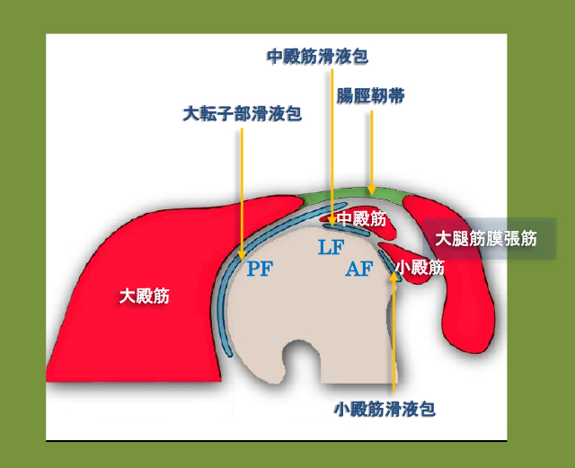 図　股関節外側の断層解剖
大転子と中殿筋、小殿筋と滑液包の位置関係