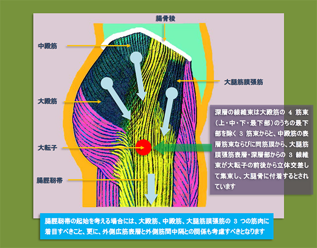 図　股関節外側の筋肉の解剖