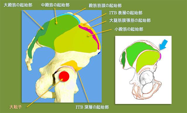 図　股関節外側の腸脛靭帯の起始部の解剖