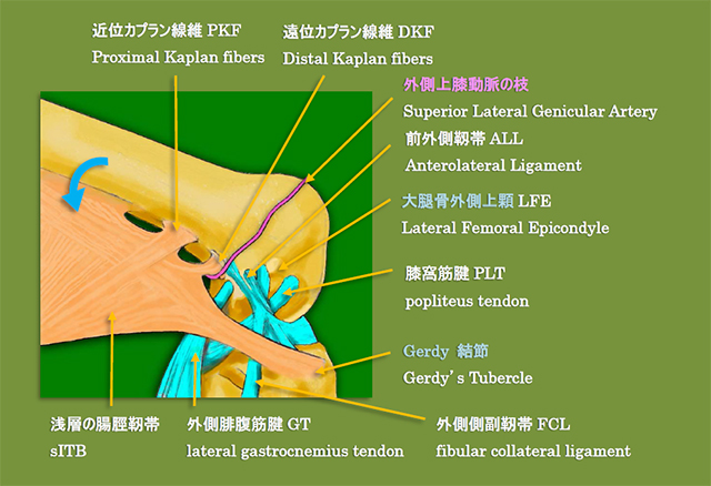 図　浅層の腸脛靭帯をめくった解剖