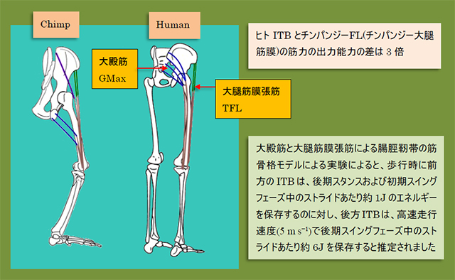 図　大殿筋と大腿筋膜張筋による腸脛靭帯の筋骨格モデル