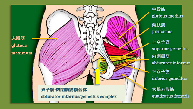 図　股関節後面の筋肉の解剖