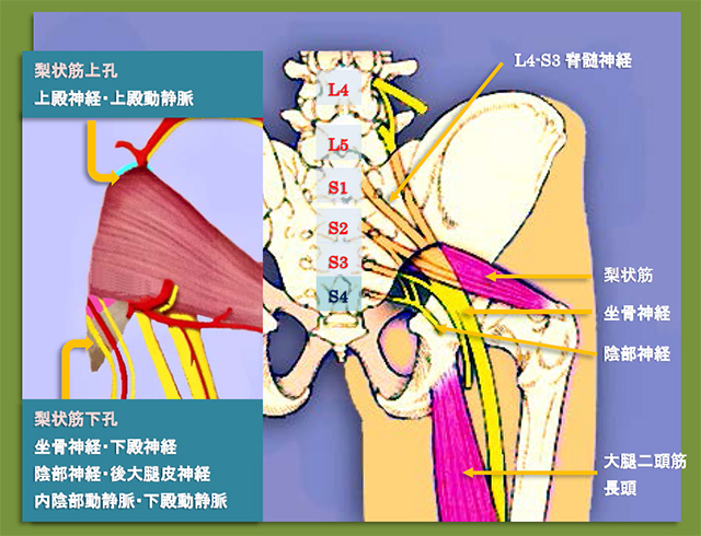 図　坐骨神経の解剖