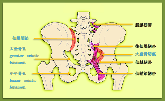 図　股関節後方　仙棘靭帯と仙結節靭帯