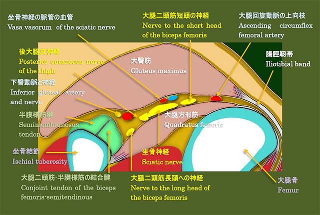 図　臀部スペース(Subgluteal space)の解剖