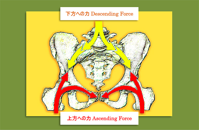 図　仙腸関節と恥骨結合への力の加わり