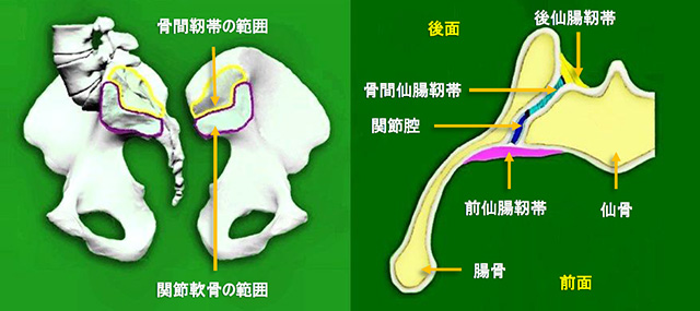 図　仙腸関節の関節面と体軸断面の解剖