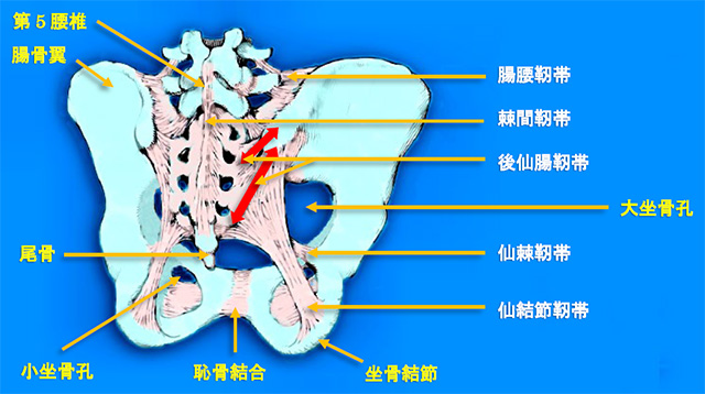 図　仙腸関節と靭帯の解剖