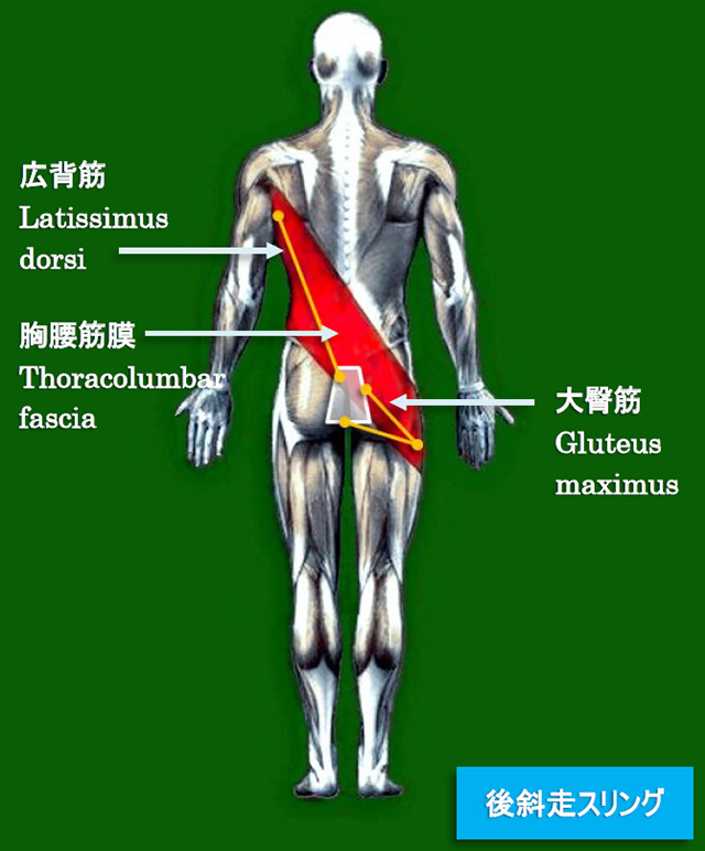 図　筋膜スリング(後斜走スリング)